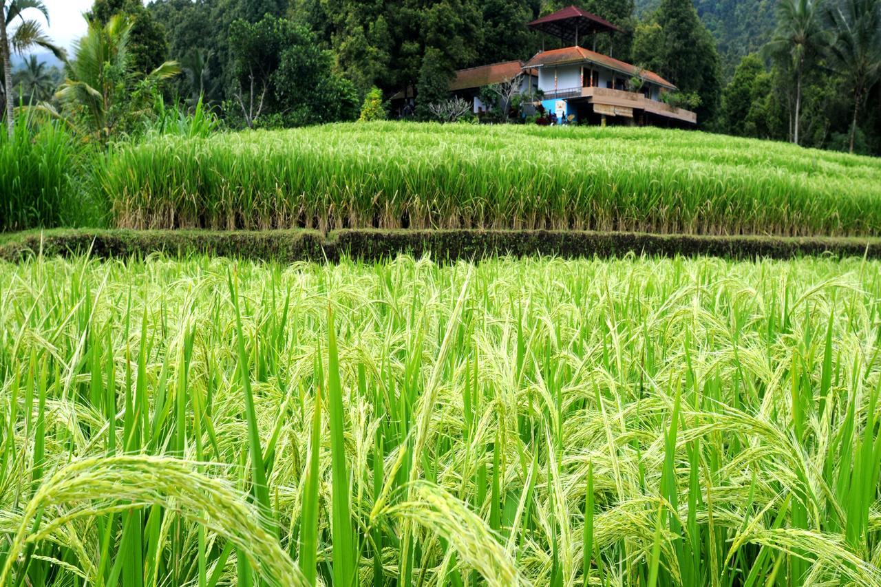 Gangga Homestay Munduk  Luaran gambar